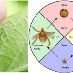 Tick ​​life cycle