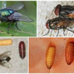 Breeding flies