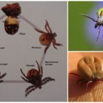 Tick ​​life cycle