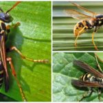 Paper wasps