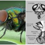 Estructura de capçal de mosca