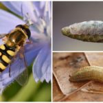 Larvae fly larvae