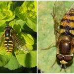 Létat hoverfly