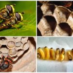 Breeding wasps