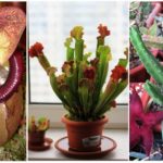 Predátorské rostliny: nepentes, sarracenia a stapelia