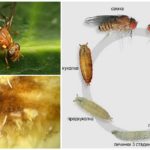 The development cycle of a melon fly