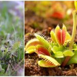 Sundew, anglický a Venuše Flytrap