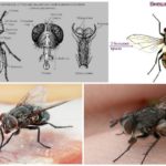 The structure of the fly