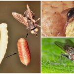 Eggs and fly larvae