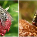 Fliegen in der Natur