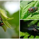 Fliegen in der Natur