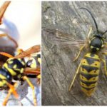 Wasps