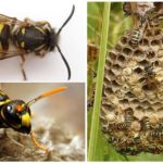 Uterus wasps papír polistov