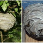 Nest Wasp Nest