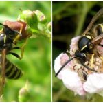 Forest Wasp Feeding