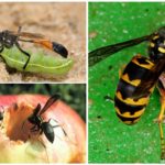 Power single wasps