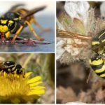 Vegetarian Wasp Nutrition