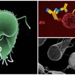 Antibodies to Giardia