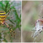 Argiope Brunnicha