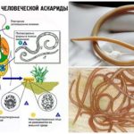 Ascaris жизнен цикъл