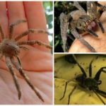 Brasilianische Wanderspinne