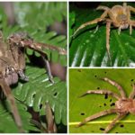 Brasilianische Wanderspinne