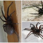 Black home spider