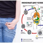 Life cycle of human roundworm