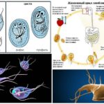 Lebenszyklus Giardia