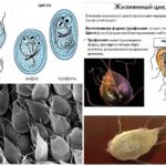 Formen und Lebenszyklus Giardia