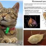 Giardia при котки