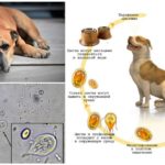 Giardia in dogs