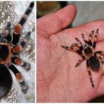 Mexikanische Spinne Tarantula