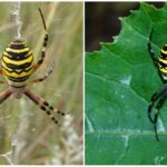 Spinnenwespe oder Argiope Brunnich