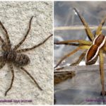 Hunter spiders