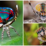 Peacock spider