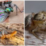 Peacock spider