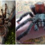 Pauk tarantula