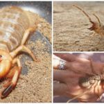 Camel Spider (Solpuga, pauk falanga)