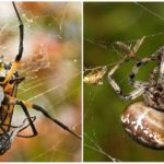 Weaver Spiders