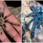 Pauk tarantula