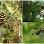 Striped spider hunter