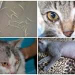 Segni di Ascariasis in Cats