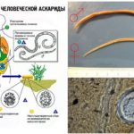 The life cycle of the parasite