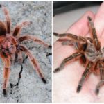 Čileanska roza tarantula