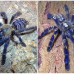 Blaue Spinne Tarantel