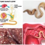 El cicle de vida del desenvolupament de la cadena de braus