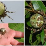 Types of spiders krestovikov