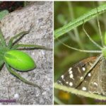 Green spiders of Russia